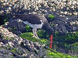 Galapagos 6-1-10 Santiago Puerto Egas American Oystercatcher